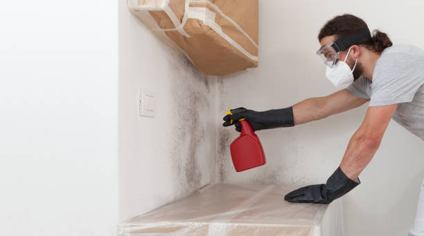 Professional Basement Mold Removal technician working in Lakeville, MN